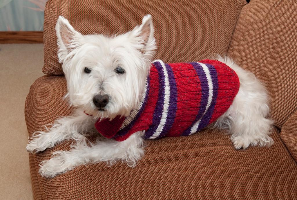 dog sweater knitting pattern view in gallery striped sweater RUZVWFU