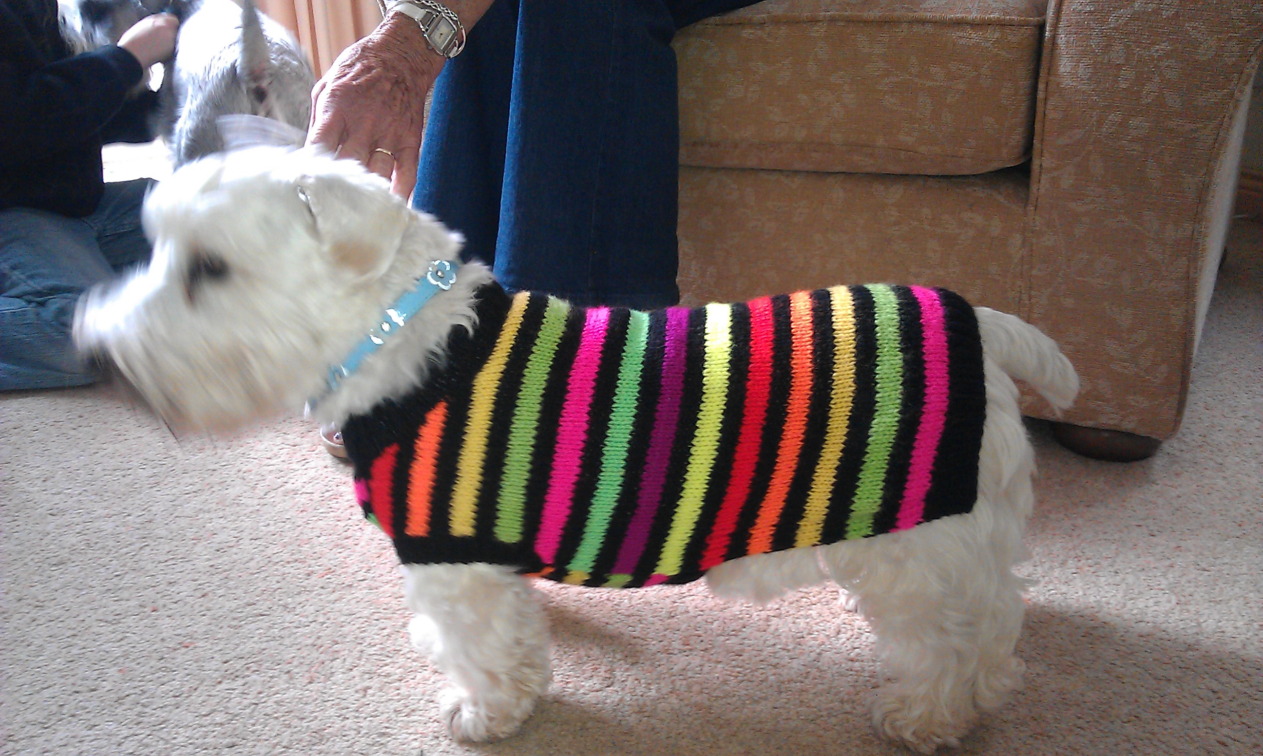 knitted dog coats rocky hand knitted coat IKHMJRT