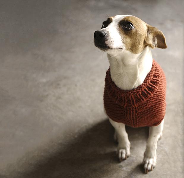 What you need to know about knitted dog coats