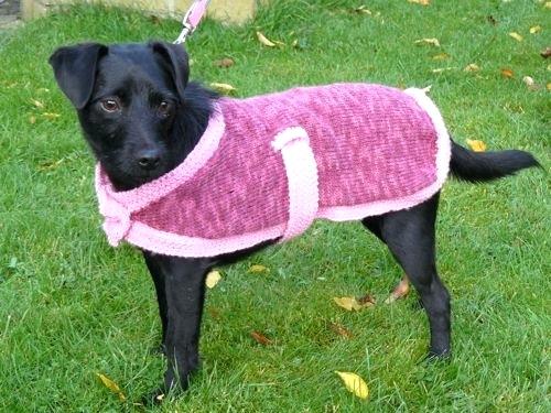 Knitting For Dogs Knitted Dog Coat Knitting Patterns Dogs Sweaters